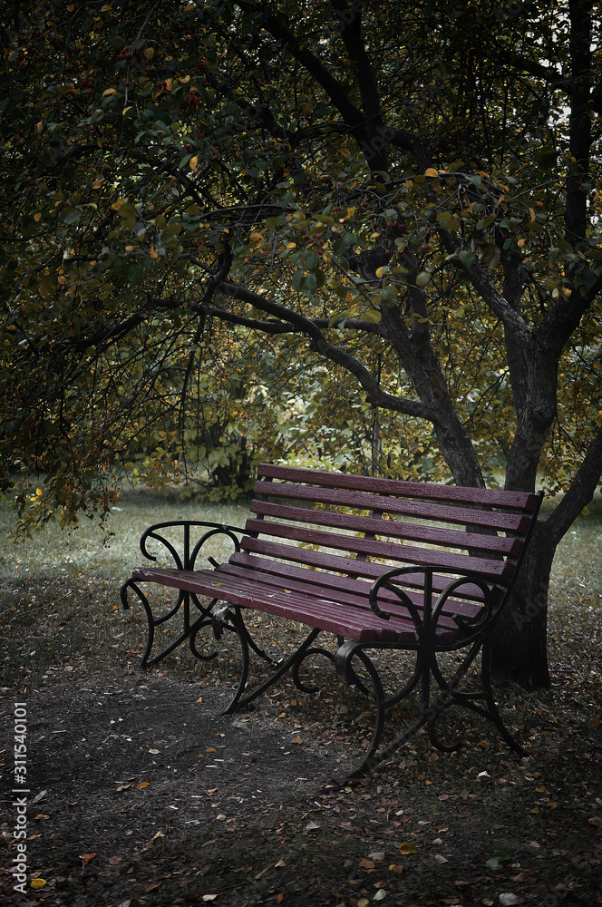 travel photography, landscape of autumn garden with bench under the tree close up