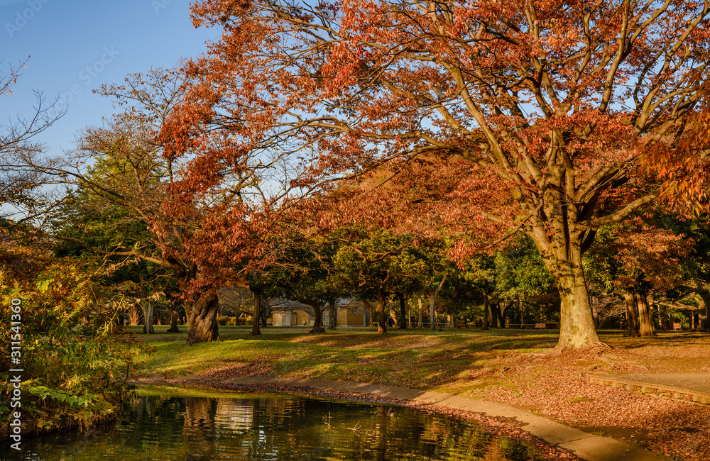 Naklejka premium Autumn landscape at Yoyogi Park Koen in Shibuya, Tokyo.