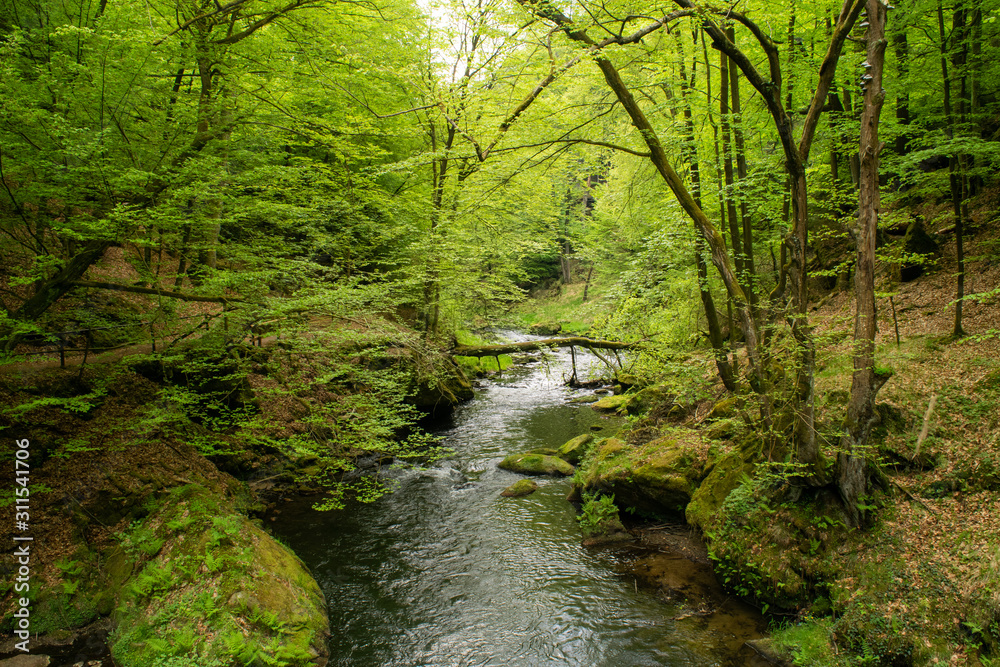 River in the Bohemian Switzerland National Park in Czech Republic River in the Bohemian Switzerland National Park in Czech Republic