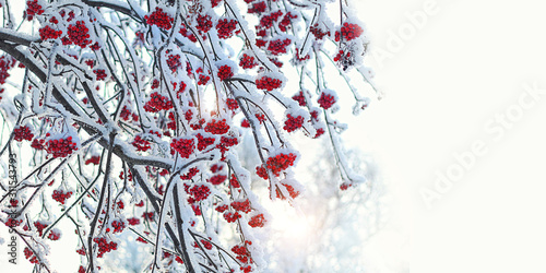 Rowan tree in snow. beautiful winter landscape with snowy bunches of Red rowan berries. winter scene with frozen trees, natural abstract background. winter festive season. cold frozen weather.