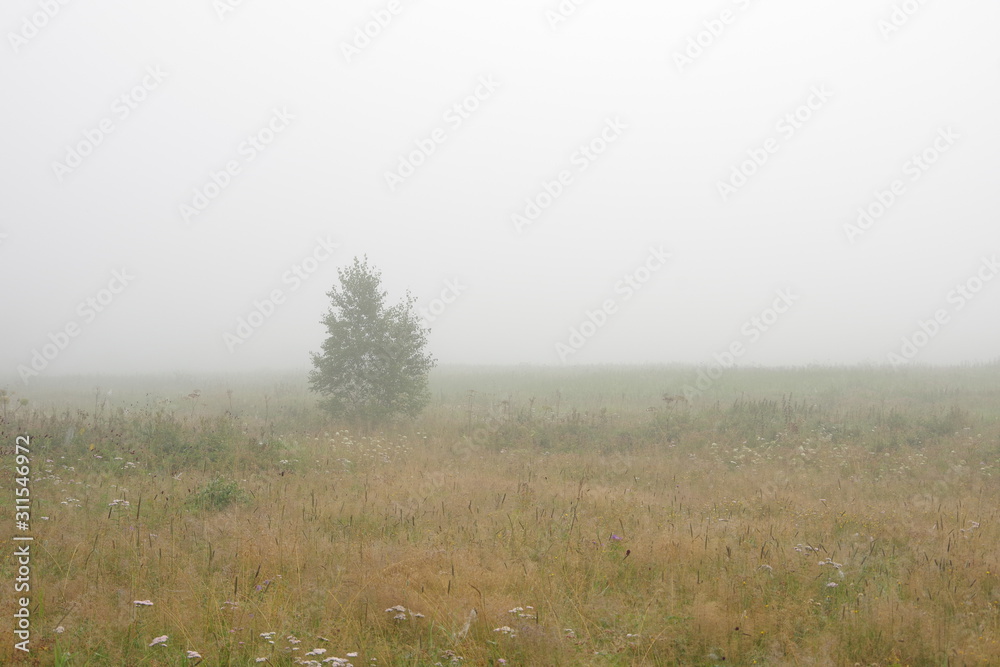 One tree grows in a field. Fog. Yellow grass. One tree grows in a field. Fog. Yellow grass.