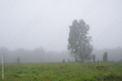 One tree grows in a field. Fog. Yellow and green grass. Trees are visible in the distance