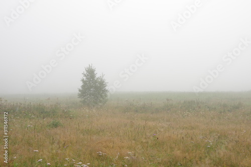  One tree grows in a field. Fog. Yellow grass.