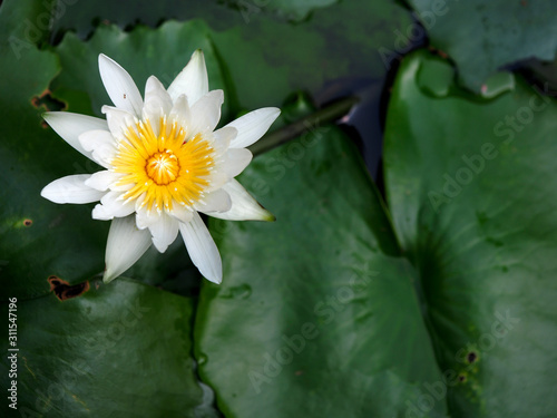 High angle view of water lily flower in a pond in the morning against the green leaves background