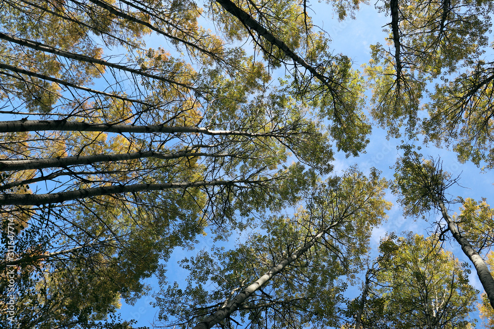 Obraz premium Кроны вековых сосен