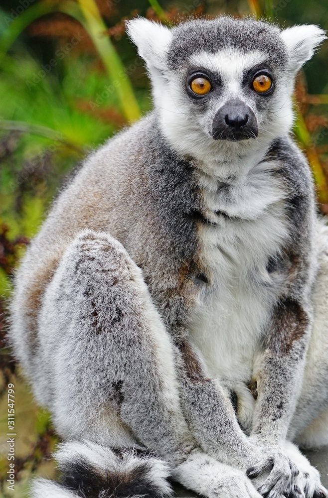 Fototapeta premium A black and white ring-tailed lemur (lemur catta) from Madagascar