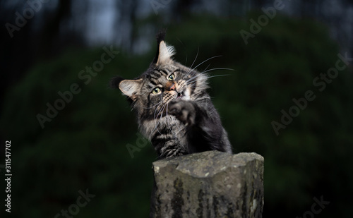 black classic tabby maine coon cat playing outdoors raising paw behind a stone pillar in the garden