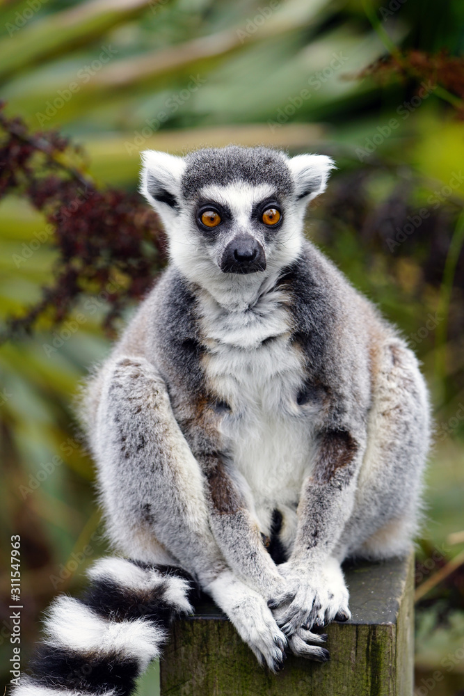Fototapeta premium A black and white ring-tailed lemur (lemur catta) from Madagascar