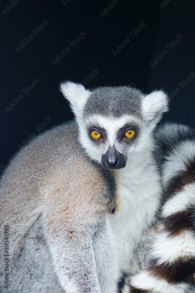 A black and white ring-tailed lemur (lemur catta) from Madagascar