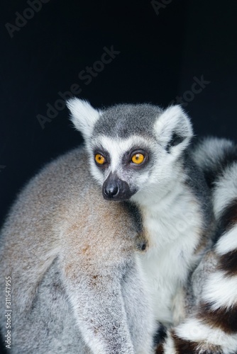 A black and white ring-tailed lemur (lemur catta) from Madagascar