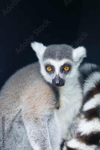 A black and white ring-tailed lemur (lemur catta) from Madagascar © eqroy