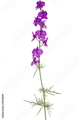 Violet flower of wild delphinium  larkspur flower  isolated on white background