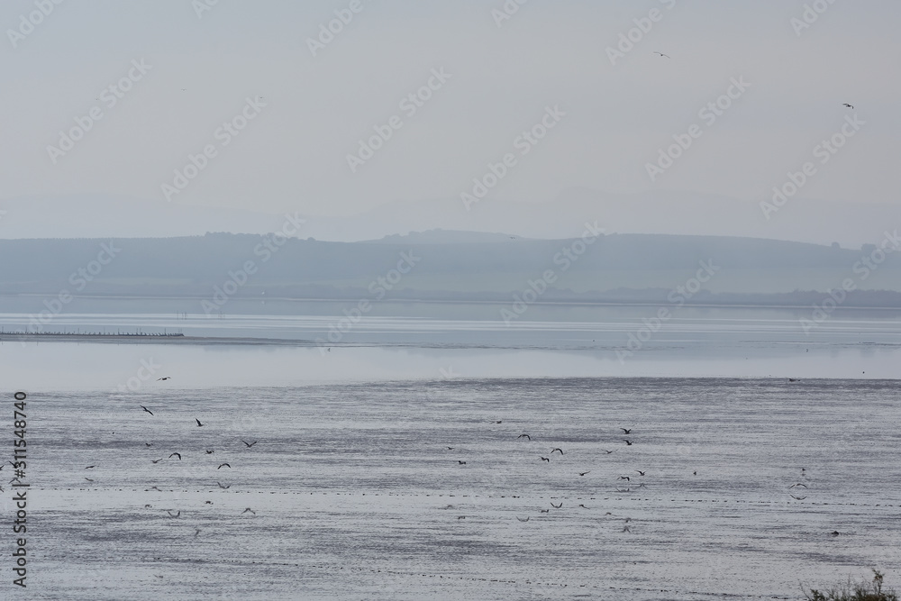 Salty Lagoon of Fuente de Piedra in Malaga a winter foggy morning, with silvery tones and silhouettes of different water birds (flamingos, avocetas, egrets, seagulls, cranes ...)