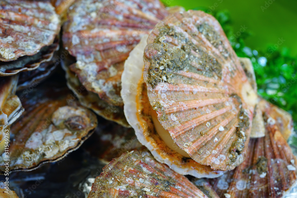 Fresh scallops in the shell at a seafood market in France
