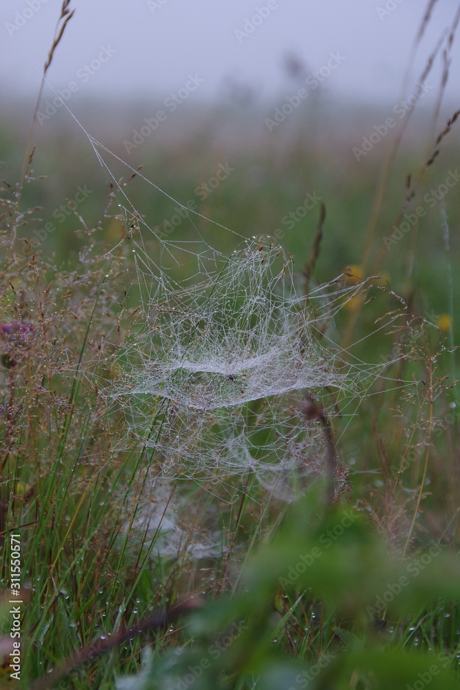 The web is stretched on the grass. Dewdrops on the web. Green wet grass. Cobweb close-up The web is stretched on the grass. Dewdrops on the web. Green wet grass. Cobweb close-up