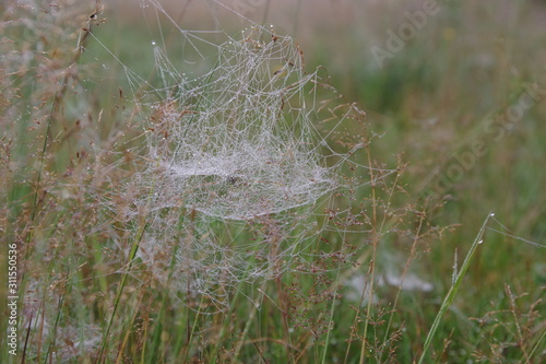 The web is stretched on the grass. Dewdrops on the web. Green wet grass. Cobweb close-up