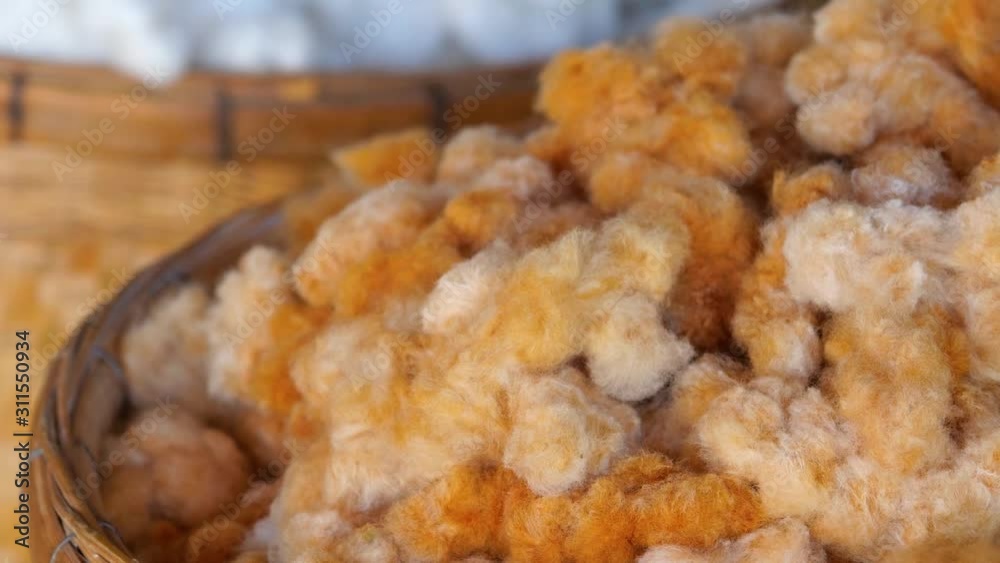 Cotton is an important raw material for making garments Cotton is an important raw material for making garments