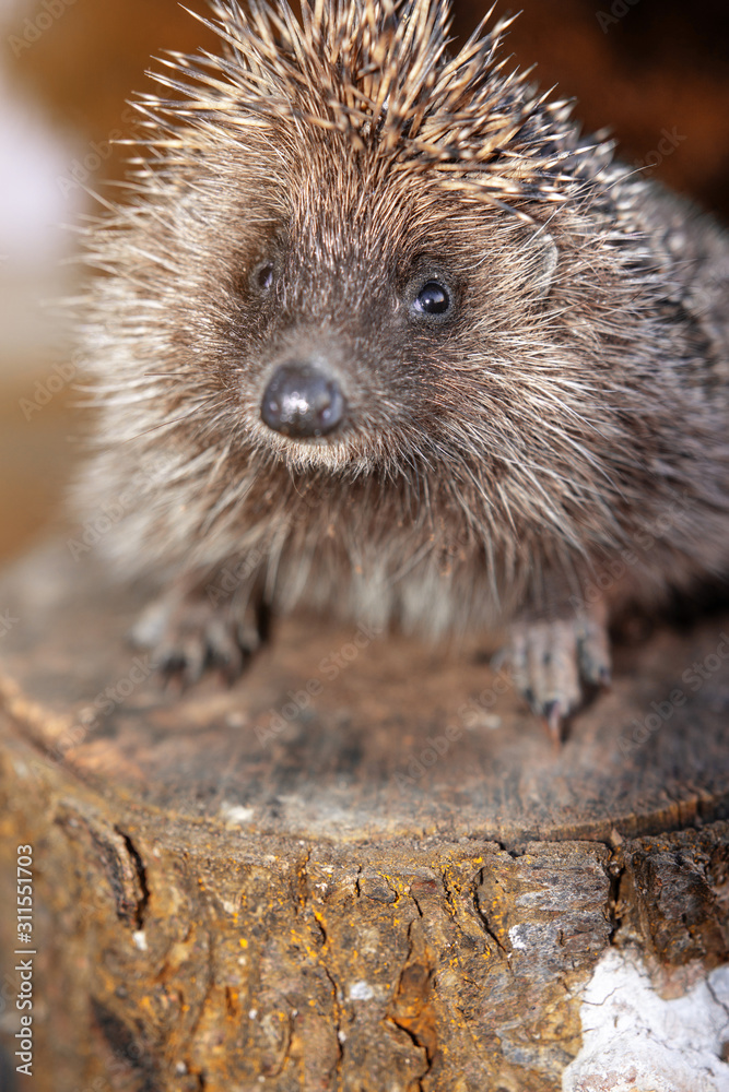 Obraz premium The hedgehog, a large and wild mammal went hunting.