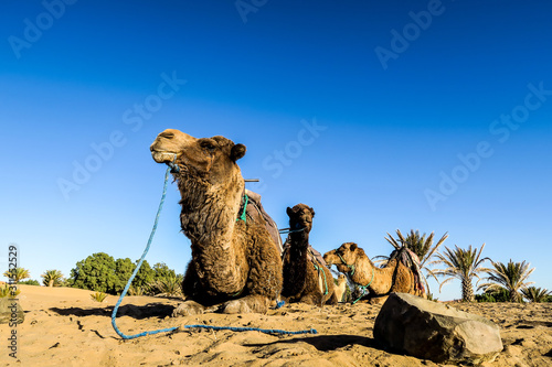 Canvas Print camel in the desert, photo as background