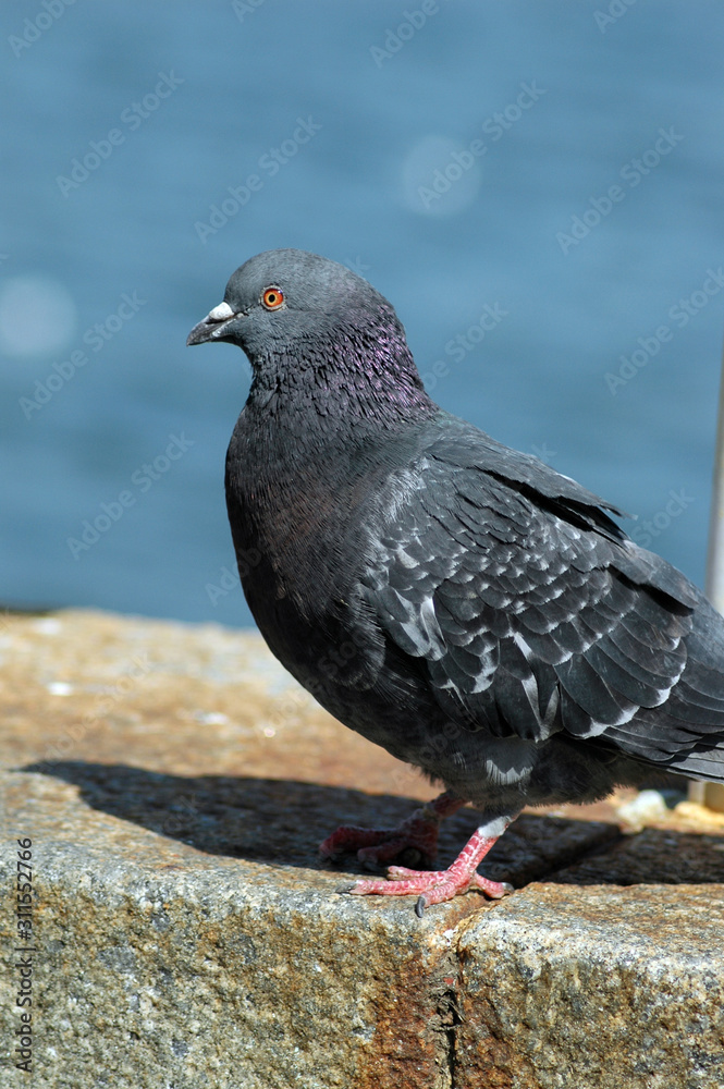 Obraz premium ハト