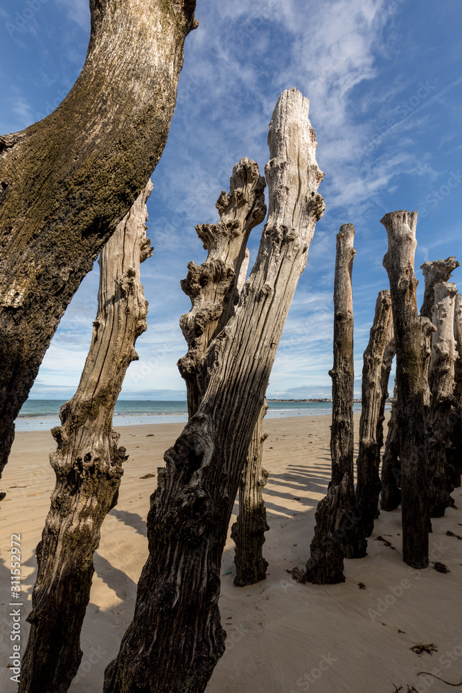 Big breakwater, 3000 trunks to defend the city from the tides, Plage de l'Éventail beach in Saint-Malo, Ille-et-Vilaine, Brittany, Big breakwater, 3000 trunks to defend the city from the tides, Plage de l'Éventail beach in Saint-Malo, Ille-et-Vilaine, Brittany,