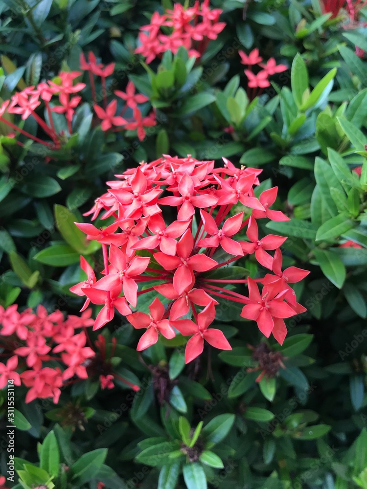 red flowers in the garden