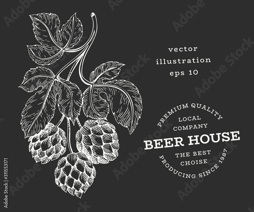 Beer hop illustration. Hand drawn vector botanical illustration on chalk board. Engraved style. Retro brewery illustration.