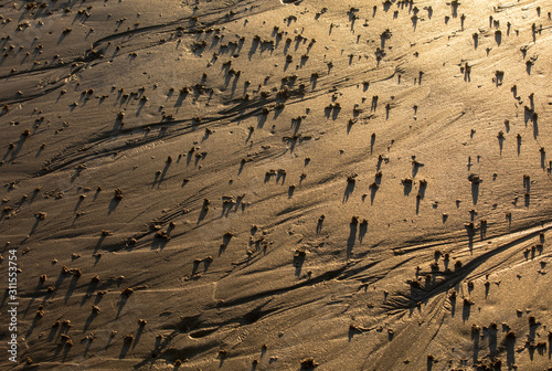 Beach abstract, wet sand reflecting sunlight during sunset photo