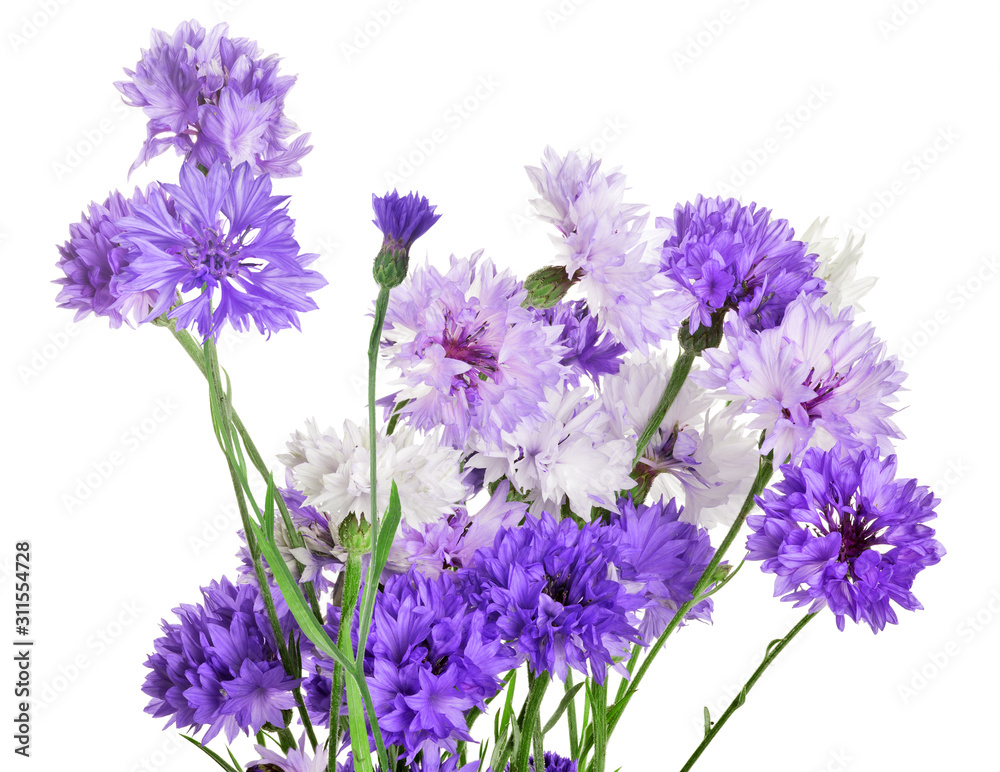 bunch of fine violet cornflowers on white bunch of fine violet cornflowers on white