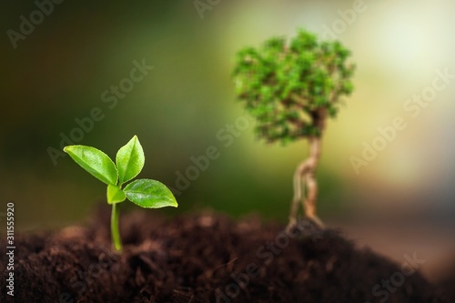 Green young plant in soil, new life concept
