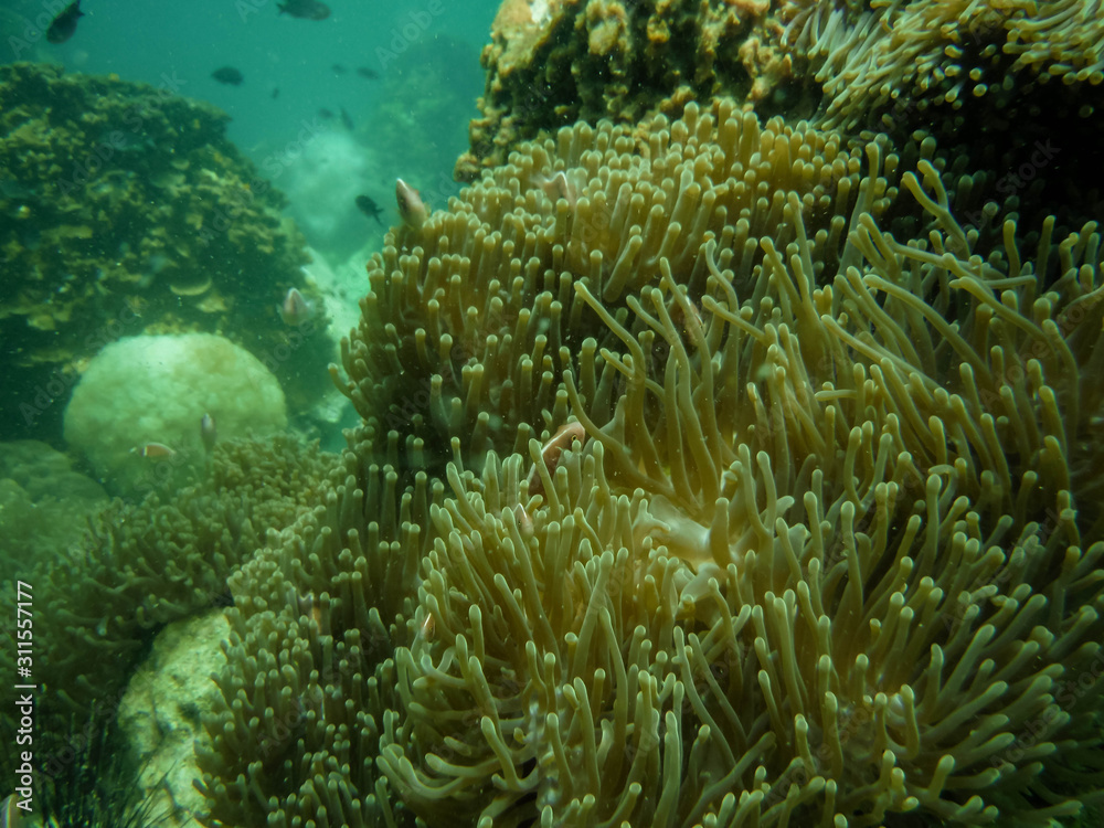 Snorkeling in Thailand watch anemone and clown fish at the sea Snorkeling in Thailand watch anemone and clown fish at the sea