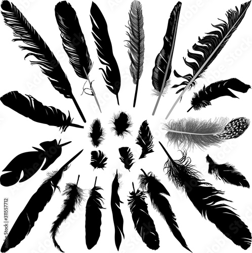 twenty three black feathers isolated on white