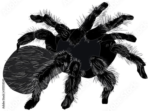 hairy black spider isolated on white