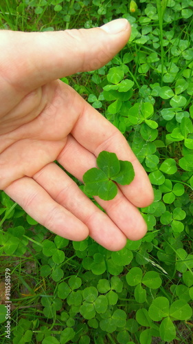Green four leaf clover on a hand. Lucky clover. Make a wish. Top view