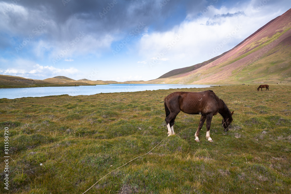 Horse grazing in Pamir, Kyrgyzstan