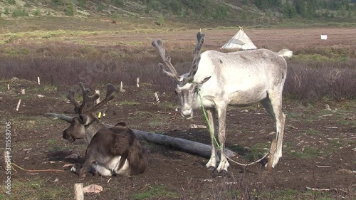 Mongolia. Darkhat basin. The camp of reindeer herders. Deer. photo