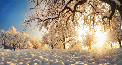 Fototapeta Naklejka Na Ścianę i Meble -  Winter landscape with snow and gold sunlight