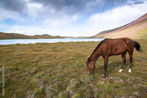 Horse grazing in Pamir, Kyrgyzstan