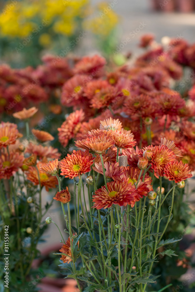 beautiful flowers