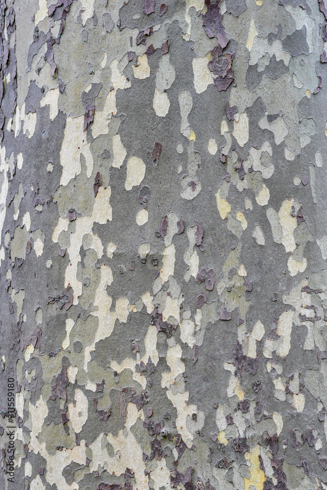 The structure of the tree bark of gray-green tones as a background, texture, wallpaper The structure of the tree bark of gray-green tones as a background, texture, wallpaper