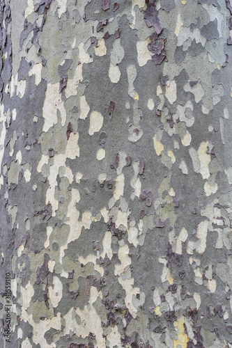 The structure of the tree bark of gray-green tones as a background, texture, wallpaper