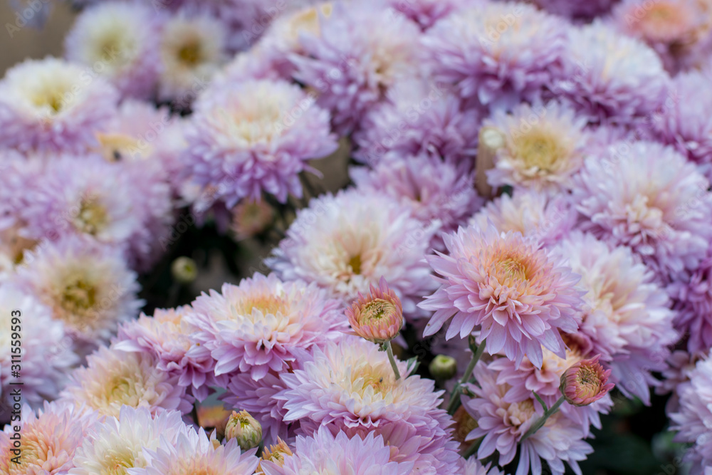 flowers flowers