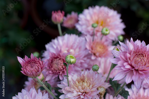 flowers © Veenu