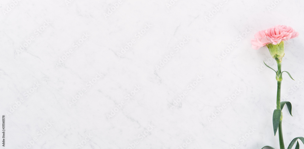 Beautiful, elegant pink carnation flower over bright white marble table background, concept of Mother's Day flower gift, top view, flat lay, overhead Beautiful, elegant pink carnation flower over bright white marble table background, concept of Mother's Day flower gift, top view, flat lay, overhead