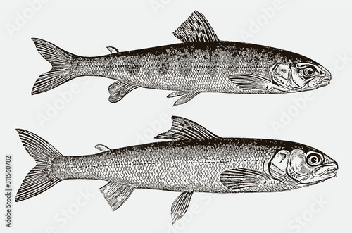 Two young atlantic salmons salmo salar at ten and twelve months in side view after a historical engraving from the 19th century