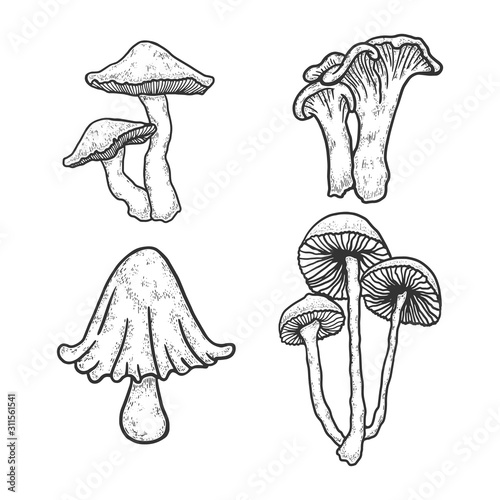 Mushroom set engraving vector illustration. T-shirt apparel print design. Scratch board style imitation. Black and white hand drawn image.