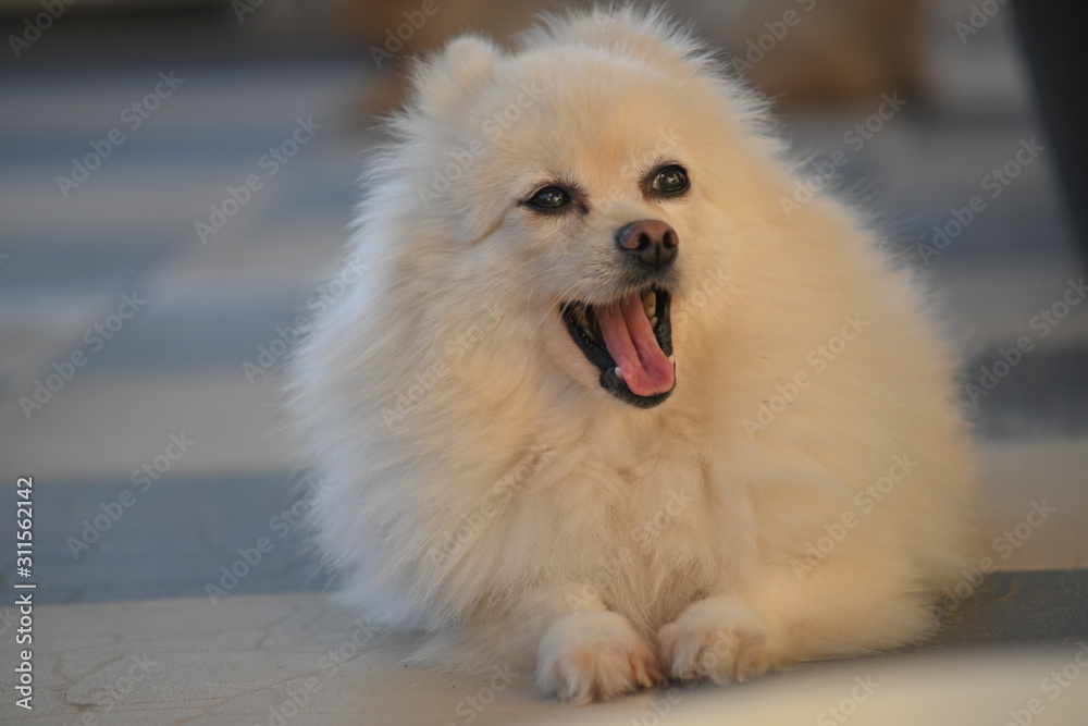 white pomeranian dog adorable small pet with fluffy long hair Stock Photo |  Adobe Stock