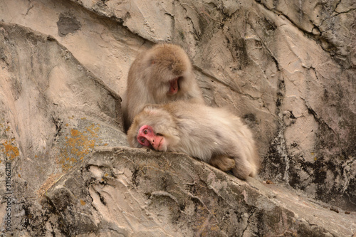 冬の寒い猿山で仲良く毛づくろいをする上野動物園のニホンザル達 photo