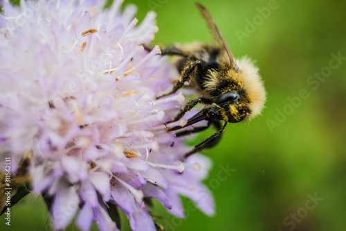 bee on flower © юлия Купавцева