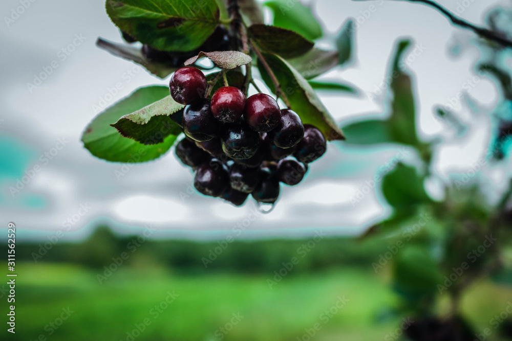 red berries on a branch red berries on a branch